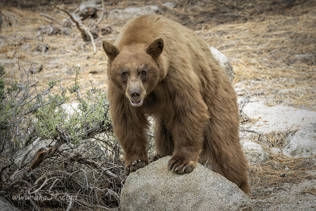 Black Bear on a rock in the Lake Tahoe region